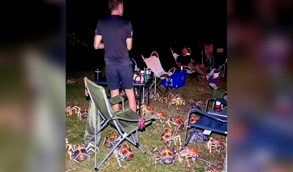 Los gigantescos crustáceos olieron las salchichas y salieron de su escondite. Foto: Christmas Island Tourism / Facebook