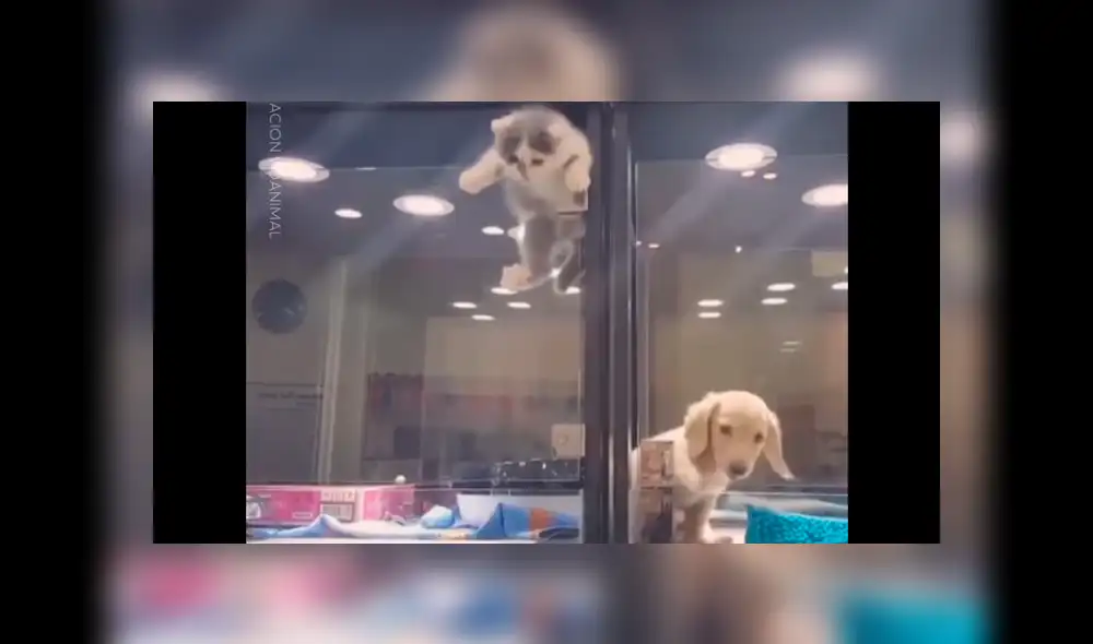 Facebook viral: Gatito huye de jaula para reunirse con perro, que es su mejor amigo [VIDEO]