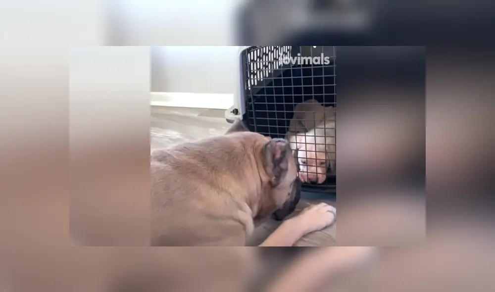 A través de Facebook se ha vuelto viral la tierna reacción de una can al ver al nuevo cachorro de la familia. A través de Facebook se ha vuelto viral la tierna reacción de una can al ver al nuevo cachorro de la familia.