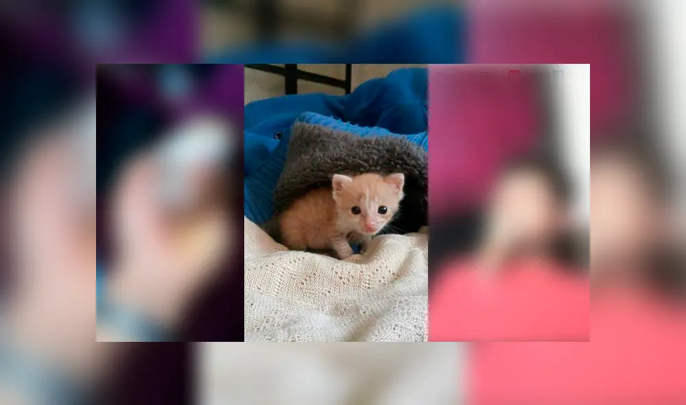 Desliza para ver el radical cambio de este gatito que enamoró a miles en Facebook. Foto: Captura.