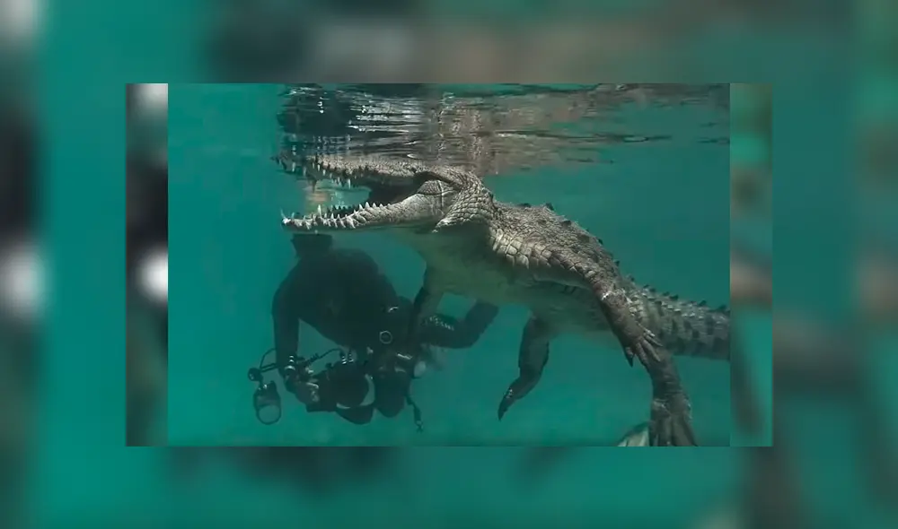 El hombre se acercó peligrosamente al reptil y sacó rápidamente su cámara para sacarle fotografía de cerca. El desenlace ha sorprendido a todos El hombre se acercó peligrosamente al reptil y sacó rápidamente su cámara para sacarle fotografía de cerca. El desenlace ha sorprendido a todos