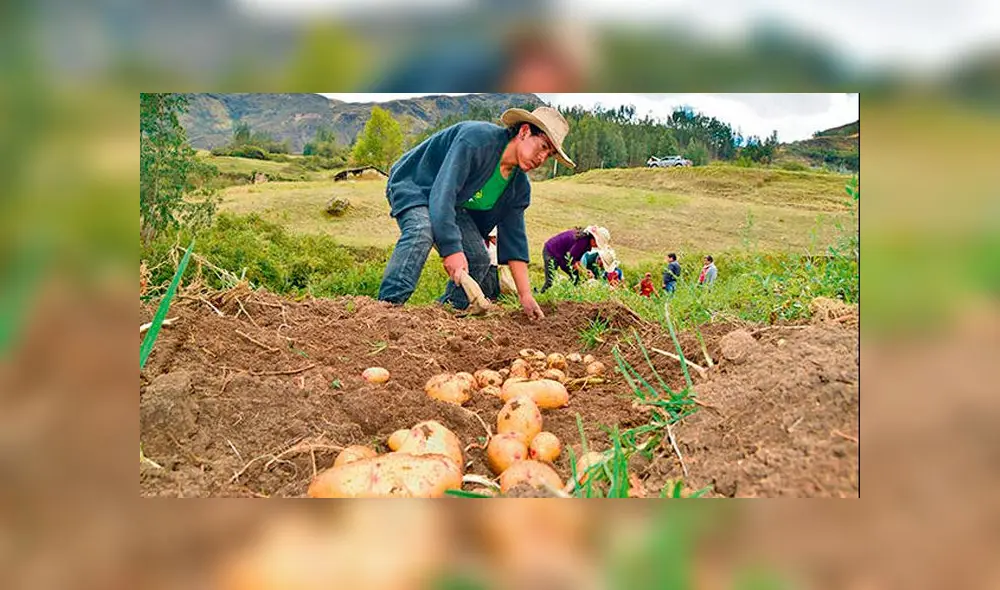 Minagri estableció que compra de excedente de papa blanca sea hasta el 12 de abril