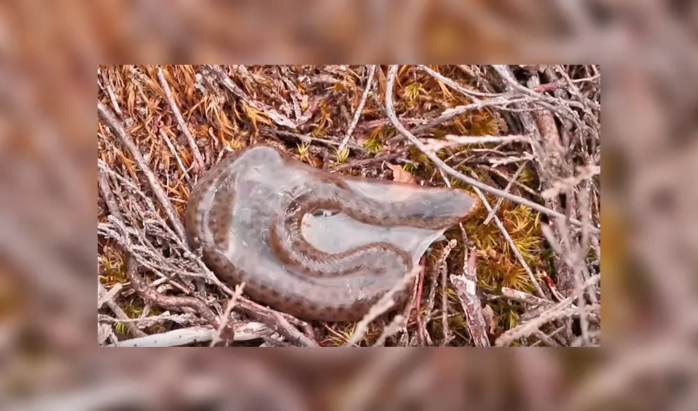 Un hombre quedó aterrado al grabar en un video viral de Facebook el espeluznante nacimiento de una serpiente recién nacida que se liberó de su saco amniótico.