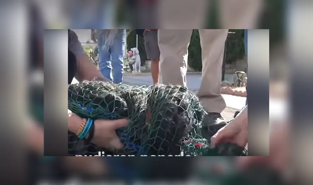 Desliza hacia la izquierda para ver las imágenes del viral de YouTube. Foto: Captura. Desliza hacia la izquierda para ver las imágenes del viral de YouTube. Foto: Captura.