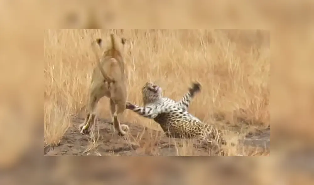 Un turista quedó aterrado al captar en un video viral de Facebook el brutal ataque que sufrió un leopardo de unos feroces leones al acorralarlo en su territorio para devorarlo.
