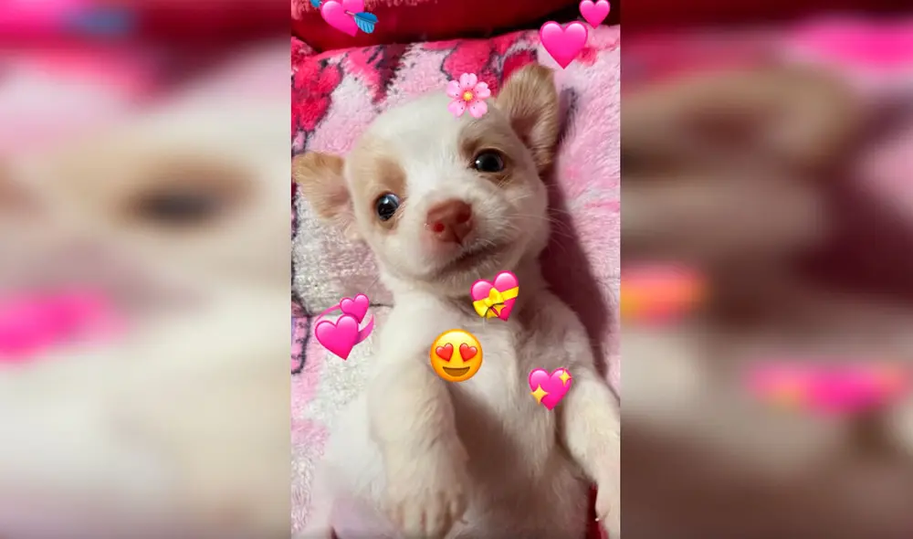 Desliza las imágenes para observar el cariñoso gesto de una anciana con la mascota de sus nietos. Foto: Captura de Facebook