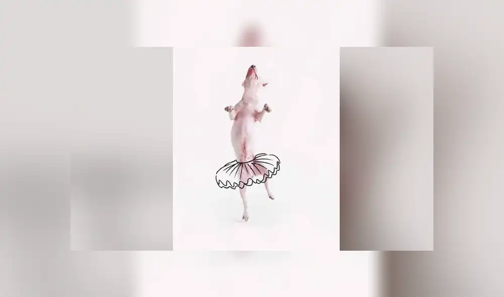 Facebook viral: le hace sesión fotográfica a su perro y divertido resultado enternece a miles Facebook viral: le hace sesión fotográfica a su perro y divertido resultado enternece a miles