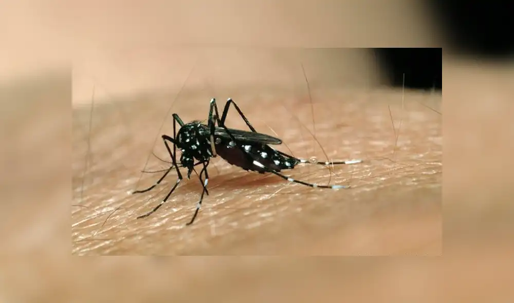 El virus del dengue se transmite pincipalmente por mosquitos de la especie 'Aedes Aegypti'. (Foto: DW)