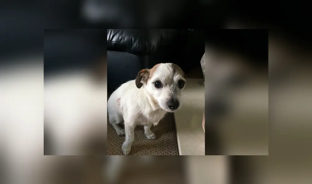 Desliza las imágenes hacia la izquierda para apreciar la tierna acción de un perro al no separarse de su plato. Foto: Animales Queridos.