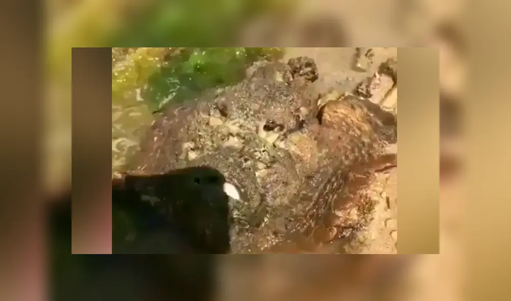 YouTube viral: se topa con misteriosa ‘piedra’ en charco de agua, se acerca y descubre algo insólito YouTube viral: se topa con misteriosa ‘piedra’ en charco de agua, se acerca y descubre algo insólito