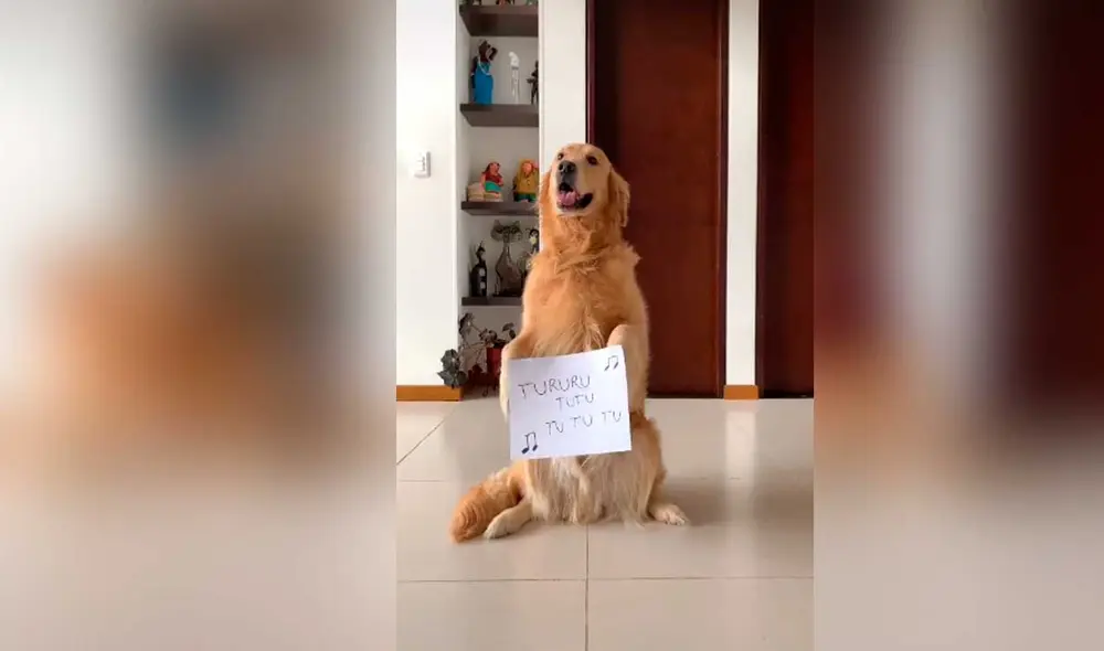 Desliza las imágenes para ver el divertido sketch que protagonizó este perro al ritmo del ‘Me miró y la miré ‘ challenge. Foto: Captura de Tiktok/ goldendogthor Desliza las imágenes para ver el divertido sketch que protagonizó este perro al ritmo del ‘Me miró y la miré ‘ challenge. Foto: Captura de Tiktok/ goldendogthor