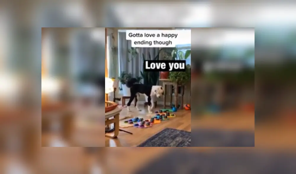 Desliza las imágenes para ver más sobre el adorable comportamiento de este perrito. (Foto: captura)