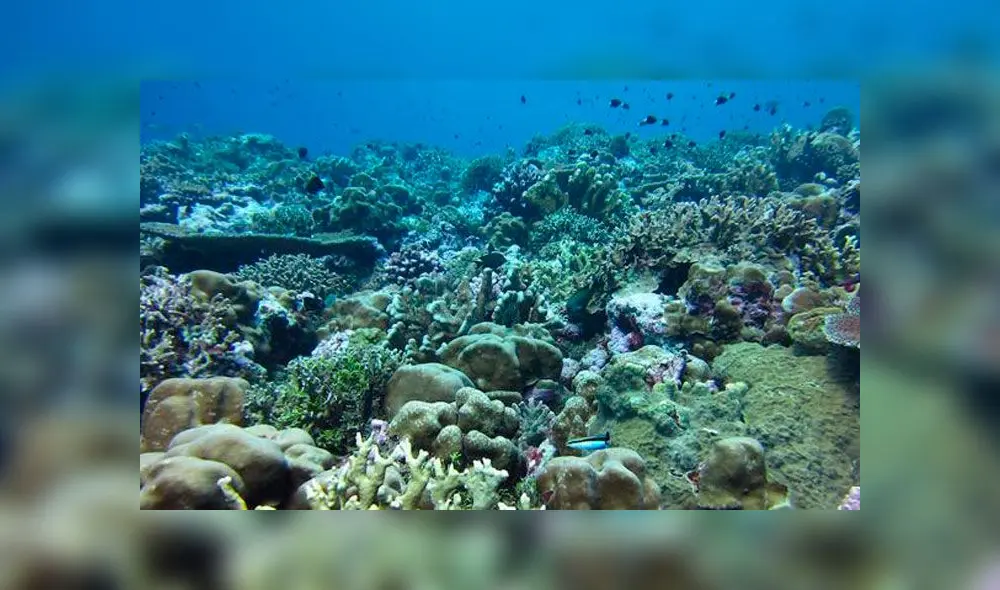 La acidificación de los océanos impide que varias especies formen sus conchas y equeletos. Además, puede afectar procesos alimentación, respiración y reproducción en el mar. Foto: WHO.