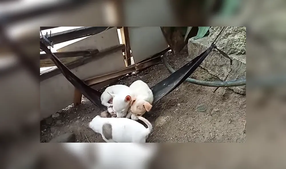 Desliza para ver los detalles del video viral de YouTube. Foto: Captura.