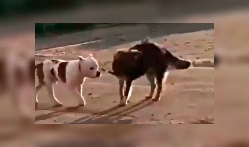 Desliza para ver los detalles de este video viral publicado en Facebook. Foto: Captura.