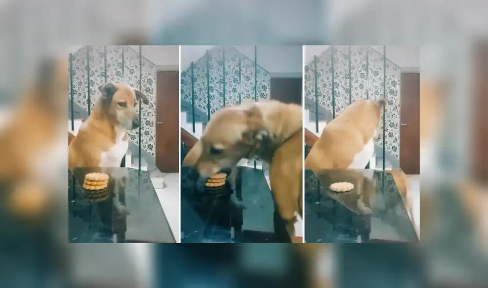 Desliza las imágenes para ver más sobre este inocente perro que fue culpado por su 'amigo'. (Foto: captura) Desliza las imágenes para ver más sobre este inocente perro que fue culpado por su 'amigo'. (Foto: captura)