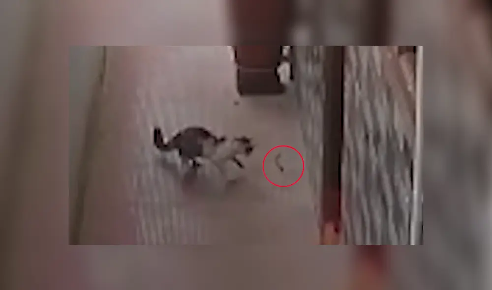 Un video viral de Facebook captó el instante en que una peligrosa cobra intentó ingresar a una casa en Tailandia, sin imaginar que en el camino se toparía con un feroz gato. Un video viral de Facebook captó el instante en que una peligrosa cobra intentó ingresar a una casa en Tailandia, sin imaginar que en el camino se toparía con un feroz gato.