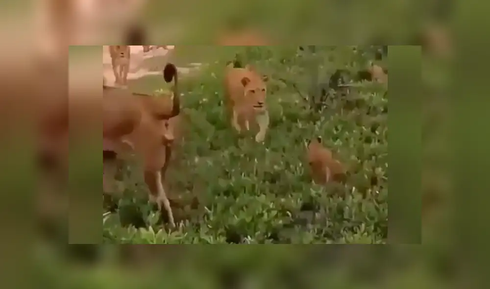 YouTube viral: León golpea a su cachorro, pero la madre lo descubre y le da su merecido [VIDEO] 