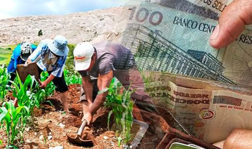 Fertiabono: más del 91% de beneficiarios ya cobraron el subsidio para fertilizantes Fertiabono: más del 91% de beneficiarios ya cobraron el subsidio para fertilizantes