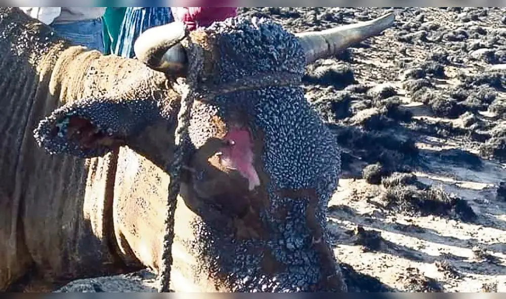 Vacas fueron sacrificadas. Vacas fueron sacrificadas.