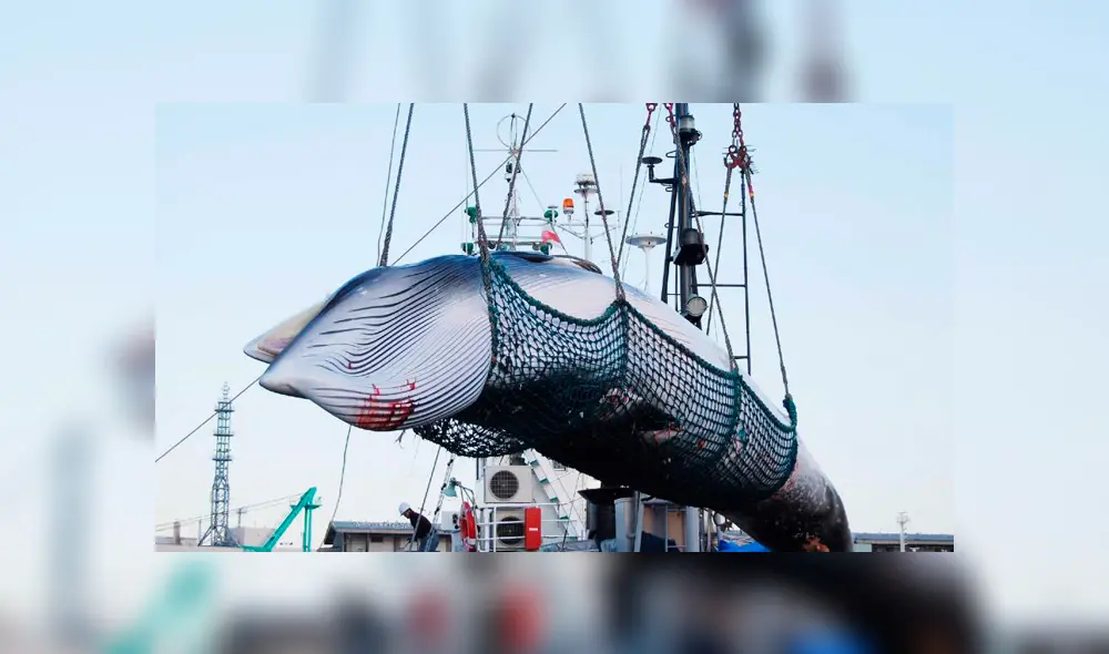 caza ballenas Japón