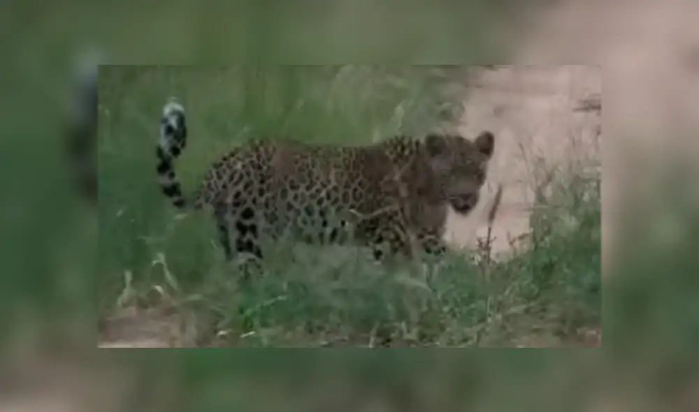 YouTube viral: un leopardo le tendió trampa a marmota bebé y tuvo inesperado final [VIDEO] 