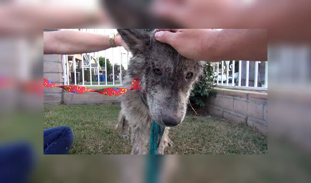 Desliza para ver las fotos de este perro que enamoró a todos en Facebook. Foto: Captura. Desliza para ver las fotos de este perro que enamoró a todos en Facebook. Foto: Captura.