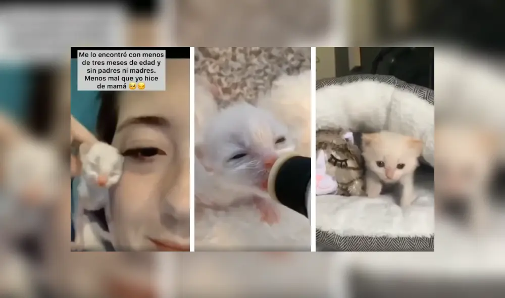 Desliza las imágenes para apreciar el noble gesto de una joven tras acoger a un indefenso gato en deplorables condiciones. Fotocaptura: Facebook.