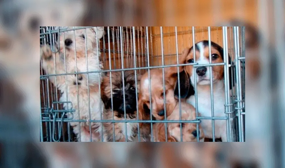 vidrieras vivas vidrieras vivas