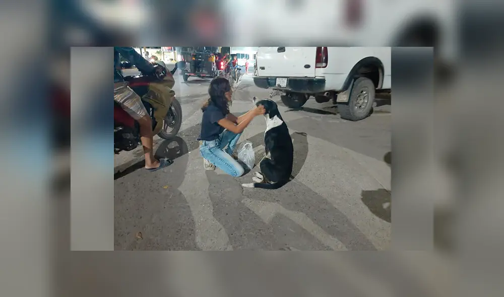 Desliza las imágenes para conocer la generosa acción de una pareja de novios con unos animales callejeros. Desliza las imágenes para conocer la generosa acción de una pareja de novios con unos animales callejeros.