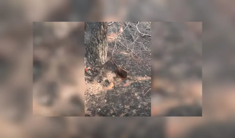 En YouTube, un joven encontró al misterioso animal que escapó de las llamas para salvar su vida. En YouTube, un joven encontró al misterioso animal que escapó de las llamas para salvar su vida.