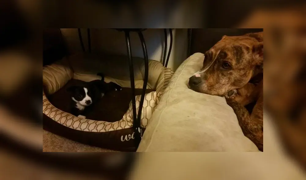 Desliza para ver las fotos que conmovieron a miles en Facebook. Foto: Captura.