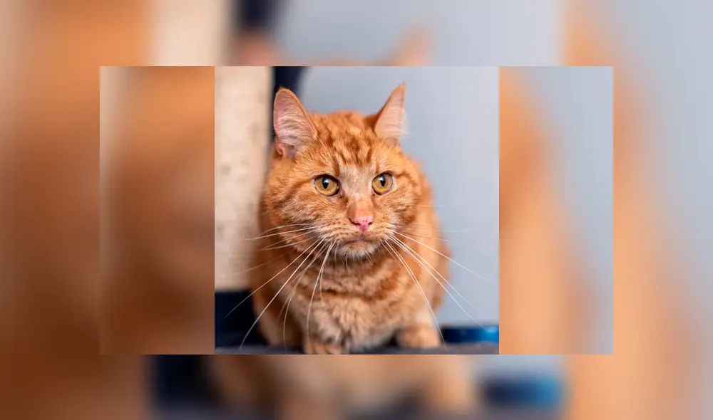 Desliza la imagen de Facebook para verlas todas Foto: John McLellan