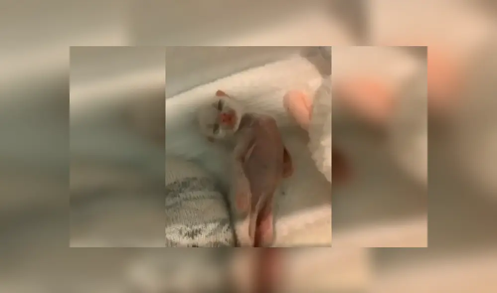 Desliza las imágenes para apreciar el noble gesto de una joven tras acoger a un indefenso gato en deplorables condiciones. Fotocaptura: Facebook.