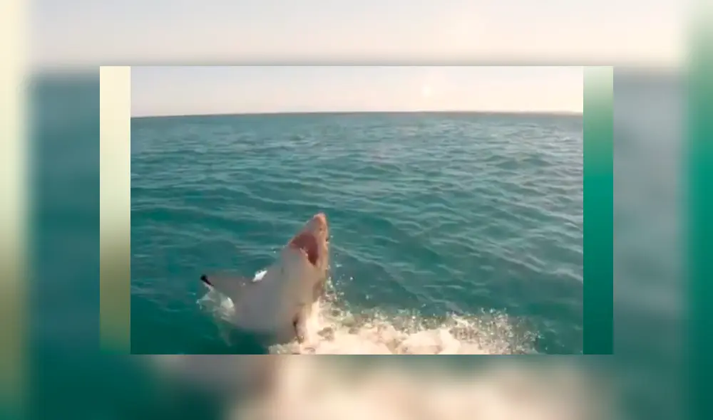 Hombre le juega una cruel broma a enorme tiburón y graba una aterradora escena [VIDEO] 
