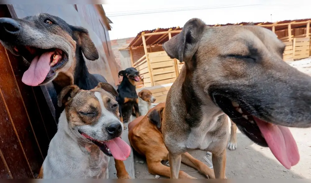 (Foto referencial: Miguel Gutiérrez / La República)