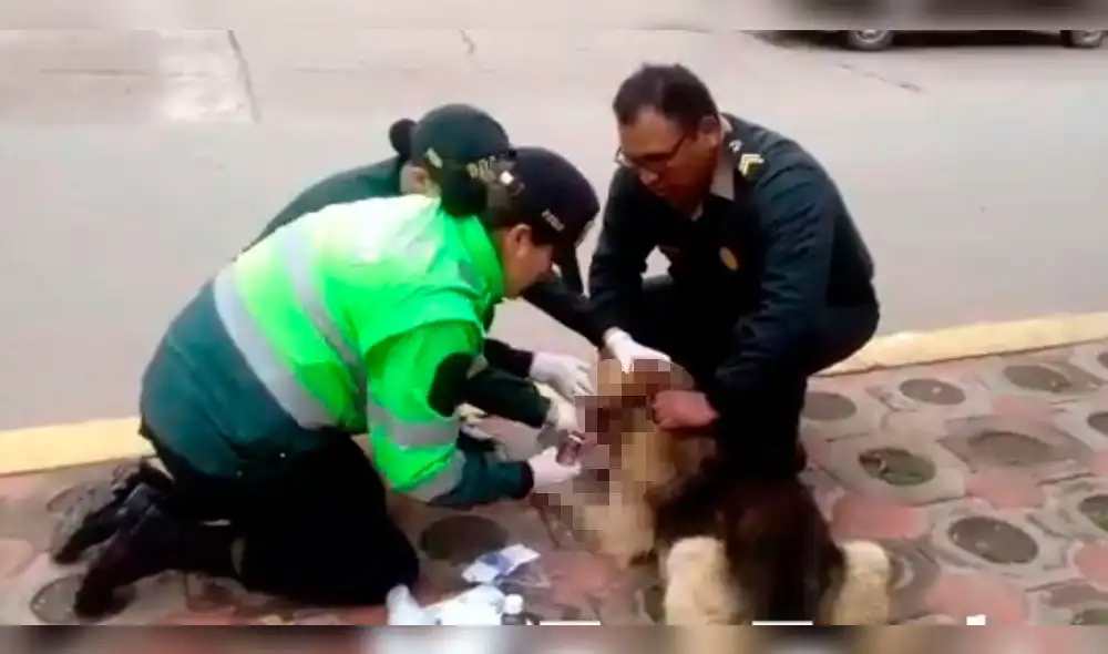 Policías auxilian y adoptan a perrito callejero que sangraba en calle de Cusco [VIDEO]