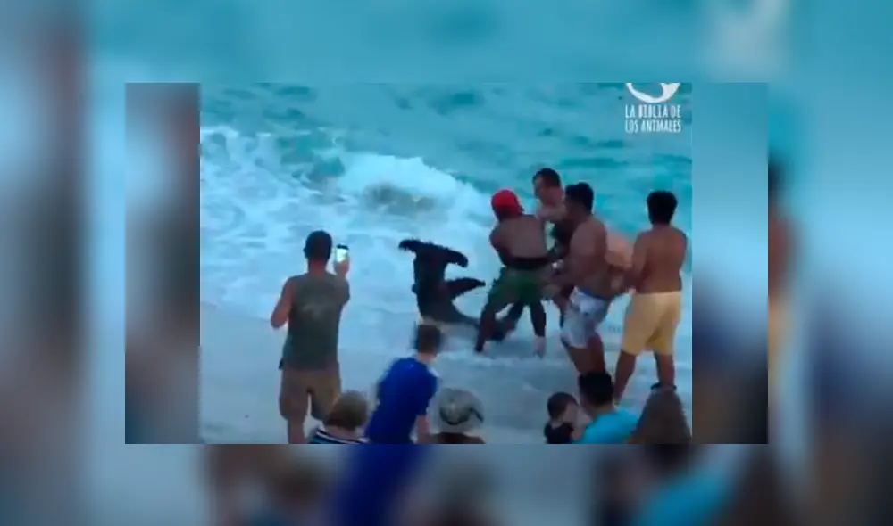 El video viral de YouTube registró el osado plan que hizo un grupo de bañistas para rescatar a un tiburón martillo. El video viral de YouTube registró el osado plan que hizo un grupo de bañistas para rescatar a un tiburón martillo.