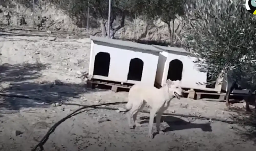 Desliza hacia la izquierda para ver las imágenes del video viral. Foto: Captura de YouTube. Desliza hacia la izquierda para ver las imágenes del video viral. Foto: Captura de YouTube.