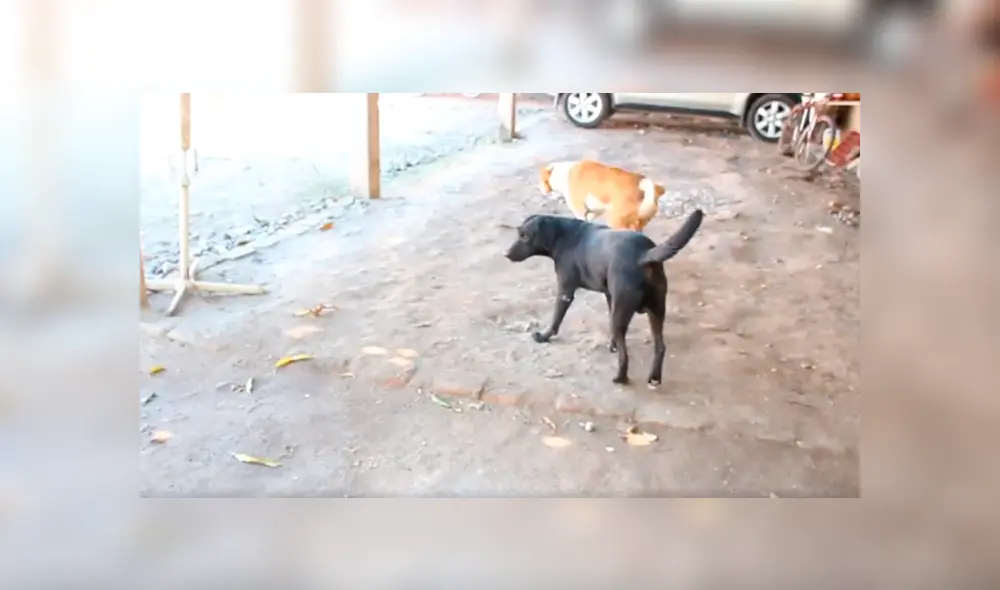 Desliza para ver el desenlace de este video viral publicado en Facebook. Foto: Captura. Desliza para ver el desenlace de este video viral publicado en Facebook. Foto: Captura.