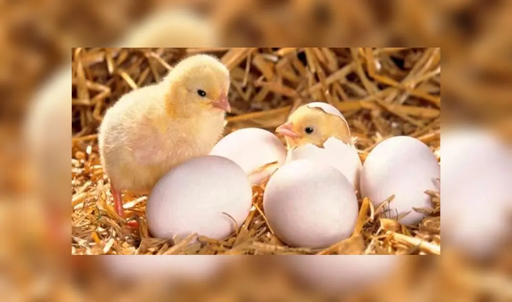 Matan 20 000 pollitos con gas para bomberos en aeropuerto de Bruselas