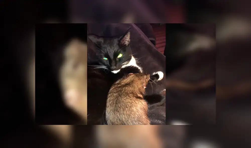 La insólita relación entre el felino y el roedor ha dejado a más de uno con la boca abierta La insólita relación entre el felino y el roedor ha dejado a más de uno con la boca abierta