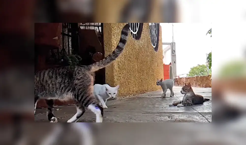 Vía Facebook: adorables gatos dormían plácidamente hasta que jauría de perros los espantó [VIDEO]