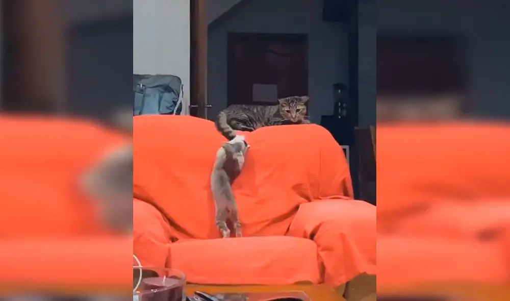 Desliza las imágenes para conocer la historia de un gato bebé que fue rescatado por una joven y consiguió un ‘nuevo amigo’. Foto: Captura de TikTok