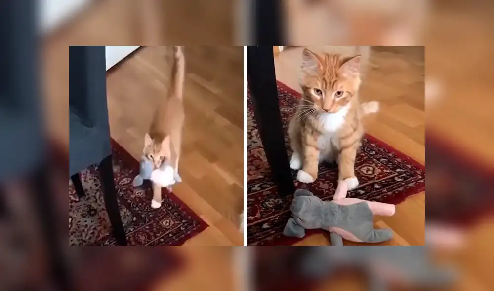 En Facebook, un tierno gato asombró con su habilidad al alcanzar varios objetos a su cuidador. En Facebook, un tierno gato asombró con su habilidad al alcanzar varios objetos a su cuidador.