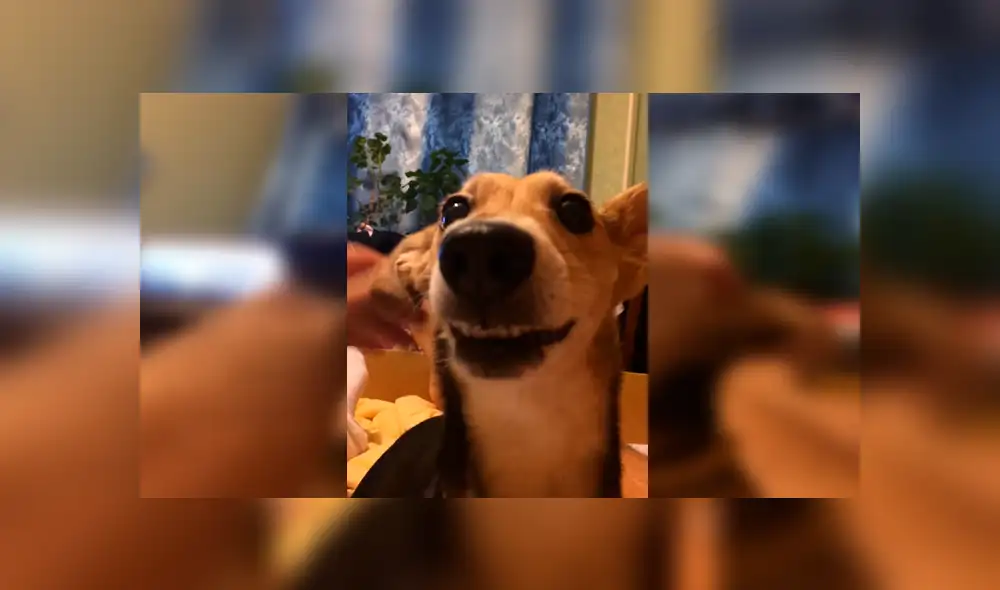 En Facebook, un joven agarró el hocico de su perro para hacer que ‘hable’ y el resultado hizo reír a miles. En Facebook, un joven agarró el hocico de su perro para hacer que ‘hable’ y el resultado hizo reír a miles.