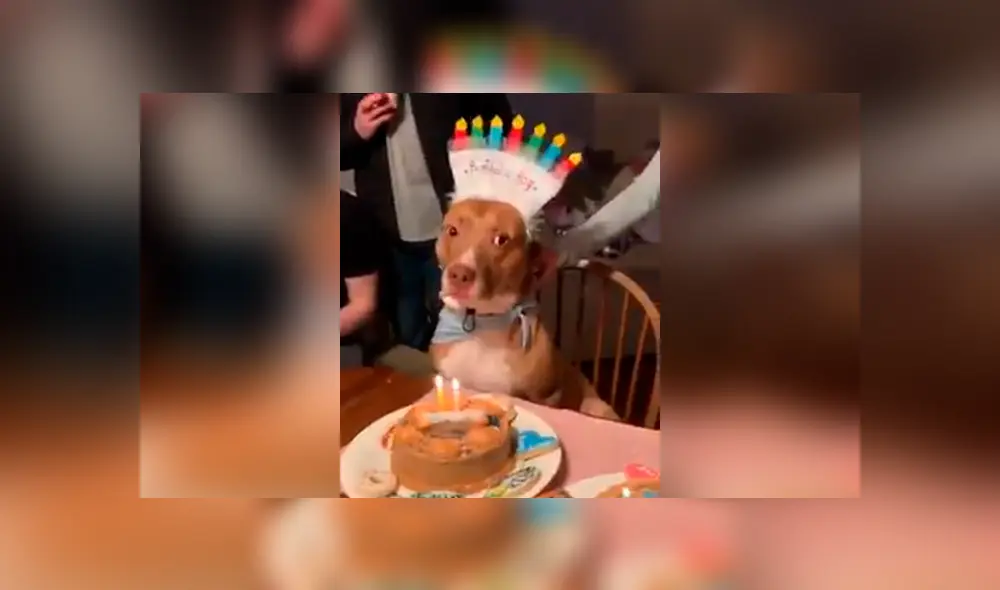 Facebook viral: cantan 'Happy Birthday' a perro y este tiene curiosa reacción que conmueve [VIDEO]