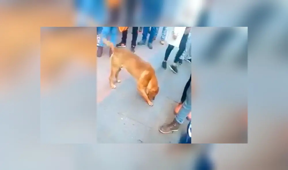 Desliza las imágenes hacia la izquierda para apreciar la emoción de un perro cuando unas personas se unen a su juego. Fotocaptura: Facebook.