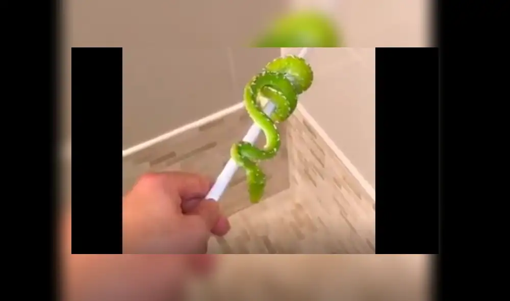 Vía Facebook: bebé serpiente es bañada por primera vez y su reacción sorprende a todos [VIDEO]