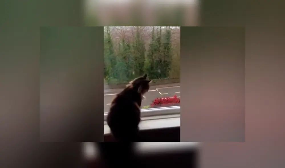 Desliza las imágenes para apreciar el amoroso comportamiento de un gato al notar la presencia de las personas. Foto: Caters Clips. Desliza las imágenes para apreciar el amoroso comportamiento de un gato al notar la presencia de las personas. Foto: Caters Clips.